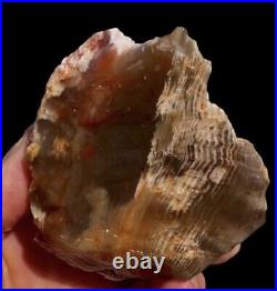 Fire Red Multi Color Opal Agate Petrified Wood Mineral Specimen Translucent
