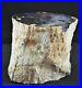 For_Smaller_Cabinets_Exceptional_Hubbard_Basin_Petrified_Limb_Polished_01_eulc
