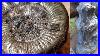 Fossil_Hunting_Golden_Ammonites_And_Petrified_Wood_01_dk