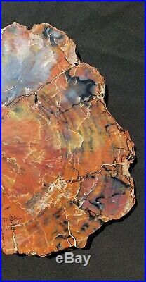 Fossil Petrified Wood Red Rainbow Round Arizona Chinle