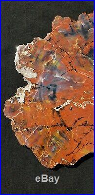 Fossil Petrified Wood Red Rainbow Round Arizona Chinle