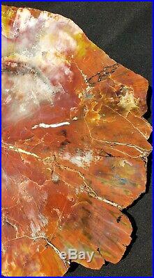 Fossil Petrified Wood Red Rainbow Round Arizona Chinle #a