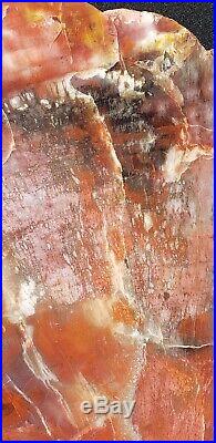 Fossil Petrified Wood Red Rainbow Round Arizona Chinle #a