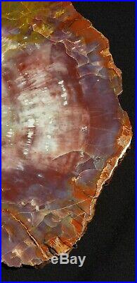 Fossil Petrified Wood Red Rainbow Round Chinle Arizona