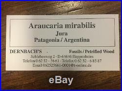 Fossil Pine Cone Araucaria Mirabilis Tree Patagonia Argentina