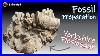 Fossil_Preparation_Yorkshire_Plesiosaur_Bone_Block_180_Million_Years_Old_01_hgbx