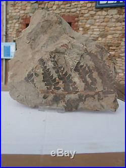 Fossil fern CLODOPHELBIS jurassic iran