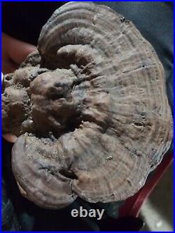Fossilized Mushrooms Petrified Fungi