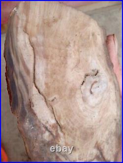 Fossilized wood