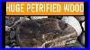 Found_Huge_Piece_Of_Petrified_Wood_While_Rock_Hunting_Montana_Rockhounding_Yellowstone_River_01_tm