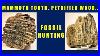 Found_Ice_Age_Mammoth_Tooth_Petrified_Wood_I_Fossil_Hunting_01_ur