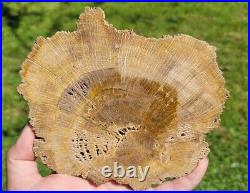 Full round Live Oak, Polished Petrified Wood Jasper, Texas, Fleming formation