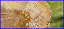 Full round Live Oak, Polished Petrified Wood Jasper, Texas, Fleming formation