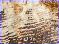 GIANT! Cut & Polished SEQUOIA or CEDAR Petrified Wood Fossil From Nevada 9759gr