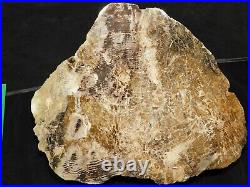 GIANT! Cut & Polished SEQUOIA or CEDAR Petrified Wood Fossil From Nevada 9759gr