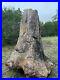 Giant_North_American_Petrified_Wood_Tree_Stump_Museum_Quality_Unique_01_uw