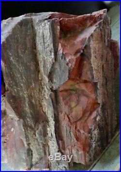 Giant Prehistoric PETRIFIED WOOD RAINBOW FOSSIL from Arizona Rock Shop