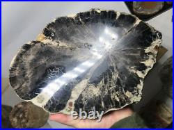 Giant old Hermanophyton round rare petrified wood from McElmo, Colorado