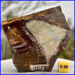 Ginkgo Leaves, Palaeocene, United States FSR922? 100%genuine? UKseller