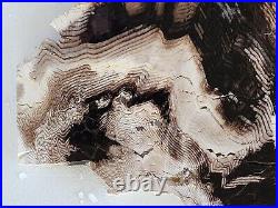 Ginkgo Petrified Wood Large Slab Washington 421 Grams