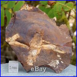 Ginkgo Tree Leaves Fossil USA Paleocene FSR022 100%genuineUKseller