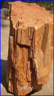 Goregous Petrified Wood Log 16.5 x 11