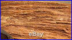 Goregous Petrified Wood Log 16.5 x 11