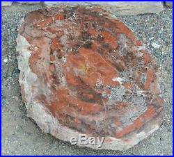 Gorgeous 33 lb Arizona Petrified Wood 12 x 15 x 3 Polished on one side
