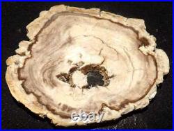 Gorgeous PETRIFIED WOOD FULL ROUND. Over 6 across. Old collection piece. 1 lb 1 oz