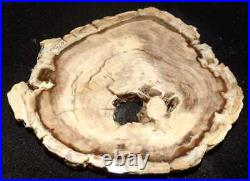 Gorgeous PETRIFIED WOOD FULL ROUND. Over 6 across. Old collection piece. 1 lb 1 oz