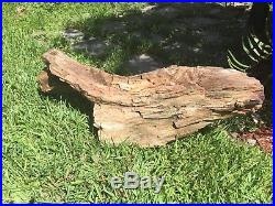 Great petrified wood log 142 Lbs