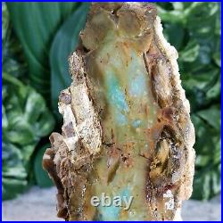 Green Blue Opalized Petrified Wood Indonesia Raw Rough Fossilized Wood Stone