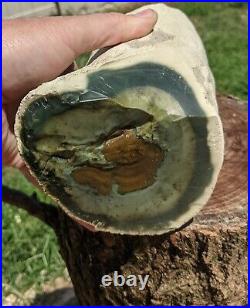 Green Opalized Petrified Wood Specimen 7.5lbs Bark Intact. Dipterocarpus tree