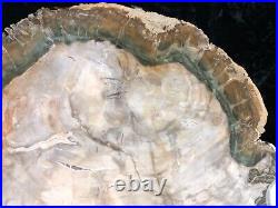 Green Petrified Wood Araucaria Conifer Mahajanga, Madagascar Triassic 10x8.25
