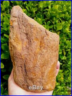 Greenhorn Oregon Fossil Agate Golden Tempskya Fern Petiole Petrified Rare 6.3lb