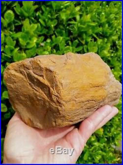 Greenhorn Oregon Fossil Agate Golden Tempskya Fern Petiole Petrified Rare 6.3lb