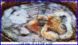 HUBBARD BASIN or CHERRY CREEK AGATIZED PETRIFIED WOOD 99% FULL ROUND SLAB