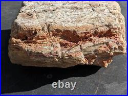 HUGE 13Lb 10Oz Petrified Wood Botryoidal Natural Rainbow Red Orange Gold Arizona