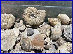 HUGE 30 LBS Texas Fossil Lot Ammonites, Gastropods, Bivalves, Petrified Wood