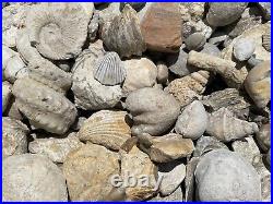 HUGE 30 LBS Texas Fossil Lot Ammonites, Gastropods, Bivalves, Petrified Wood