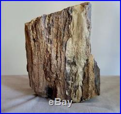 HUGE Mazon Creek Fossil Petrified Wood Personal Collection APPROX. 10 LBS