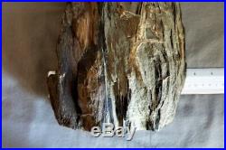 HUGE Mazon Creek Fossil Petrified Wood Personal Collection APPROX. 10 LBS