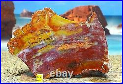 HUGE PETRIFIED WOOD Fossil Arizonia Rainbow Wood Slab 1762g