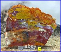 HUGE PETRIFIED WOOD Spectacular Fossil Arizonia Rainbow Wood Slab 1540g