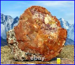 HUGE PETRIFIED WOOD Spectacular Fossil Arizonia Rainbow Wood Slab 2.58 kg