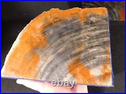 HUGE Pair! Triassic Era Arizona Petrified RAINBOW Wood Fossil Bookends! 9640gr