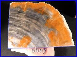 HUGE Pair of Arizona Petrified RAINBOW Wood Fossil Bookends! 21 Pounds