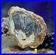 HUGE_Petrified_Fossilised_Wood_Section_Slice_Slab_Prehistoric_Palm_Tree_1122g_01_qbi
