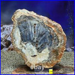 HUGE Petrified Fossilised Wood Section Slice Slab Prehistoric Palm Tree 1122g