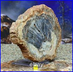HUGE Petrified Fossilised Wood Section Slice Slab Prehistoric Palm Tree 1122g